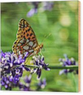 Queen Of Spain Fritillary In Profile On The Blue Lavender Wood Print