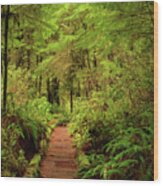 Quinualt Rain Forest Path Wood Print