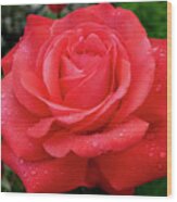 Raindrops On A Rose Wood Print