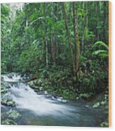 Rainforest Panorama Xxxl Wood Print