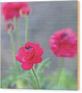 Ranunculus Blue Dreams 3 Wood Print