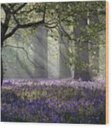 Rays Of Sunlight Enter This Bluebell Wood Print