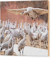 Ready Or Not, Here I Come -- Sandhill Cranes Wood Print