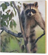 Recon Raccoon Wood Print