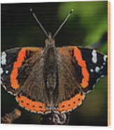 Red Admiral Butterfly In The Cherry Tree Wood Print