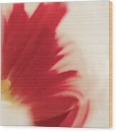 Red And White Tulip Wood Print