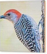 Red Bellied Woodpecker Wood Print