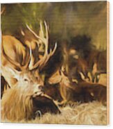 Red Deer Stag Painting Wood Print