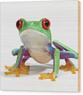 Red Eyed Frog Agalychnis Callidryas Wood Print