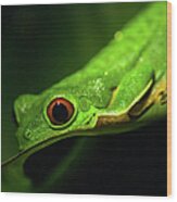 Red-eyed Tree Frog Wood Print