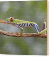 Red Eyed Tree Frog From Costa Rica Wood Print