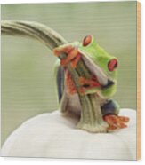 Red Eyed Tree Frog On A White Pumpkin Wood Print