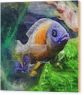 Red Fin Borleyi Cichlid Wood Print