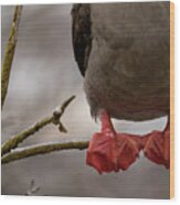 Red-footed Booby - Prehensile Feet Gripping Branch Wood Print