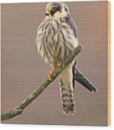 Red-footed Falcon Wood Print