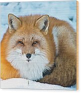 Red Fox Wood Print