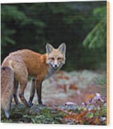 Red Fox In Algonquin Park Wood Print