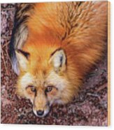 Red Fox In Canyon, Arizona Wood Print