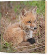 Red Fox Kit - Watchful #1 Wood Print