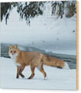 Red Fox On A Snowy Day Wood Print