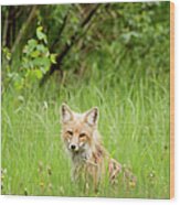 Red Fox Vulpes Vulpes In Prince Albert Wood Print