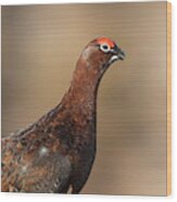 Red Grouse Wood Print