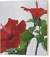 Red Hibiscus Duo Wood Print