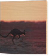 Red Kangaroo Jumping Wood Print