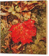 Red Leaf On Mossy Rock Wood Print