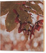Red Maple Leaf And Seed Pods Wood Print