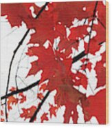Red Maple Leaves Wood Print