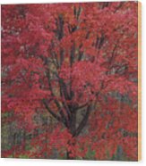 Red Maple Splendor Wood Print