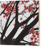 Red Maple Tree Wood Print