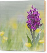 Red Orchis Wood Print