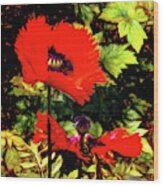 Red Poppies Wood Print