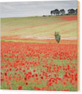 Red Poppy Field, Norfolk Wood Print