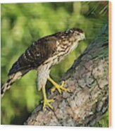 Red Shouldered Hawk Looking For Prey Wood Print