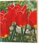 Red Yellow Tulips Wood Print
