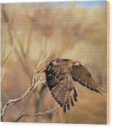 Redtail On The Move Wood Print