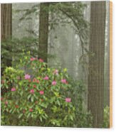 Redwood Fog Rhododendrons 8510 Wood Print