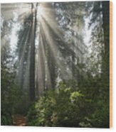 Redwoods Np Ladybird Johnson Lightbeams 9-14 7271 Wood Print