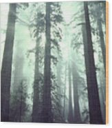 Redwoods Wood Print