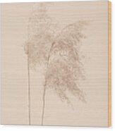 Reed Grass Beige 02 Wood Print
