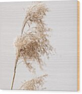 Reed Grass Grey 03 Wood Print
