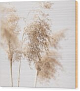 Reed Grass Grey 09 Wood Print