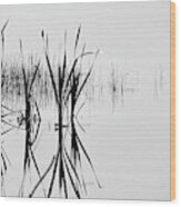 Reed Reflection Wood Print