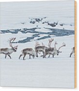 Reindeer Wood Print