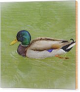 Resting Duck Wood Print