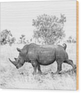 Rhino Business Wood Print