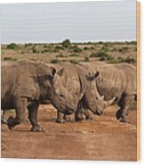 Rhinos Crossing Wood Print